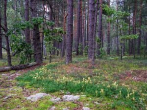 Поліський природний заповідник