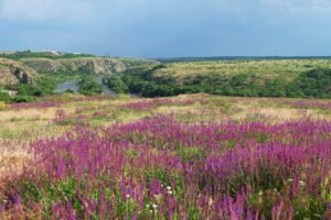 Регіональний ландшафтний парк Гранітно-степове Побужжя