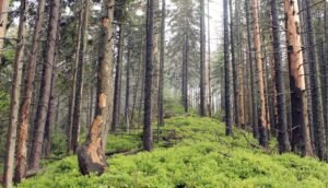 Національний природний парк «Сколівські Бескиди