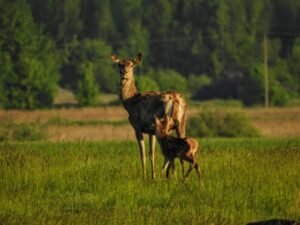 Природні об'єкти - «Екопарк "Медвино"»