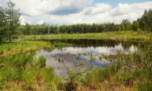 Природні об'єкти - «Національний природний парк "Слобожанський"»