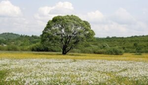 Природні об'єкти - «Долина нарцисів»