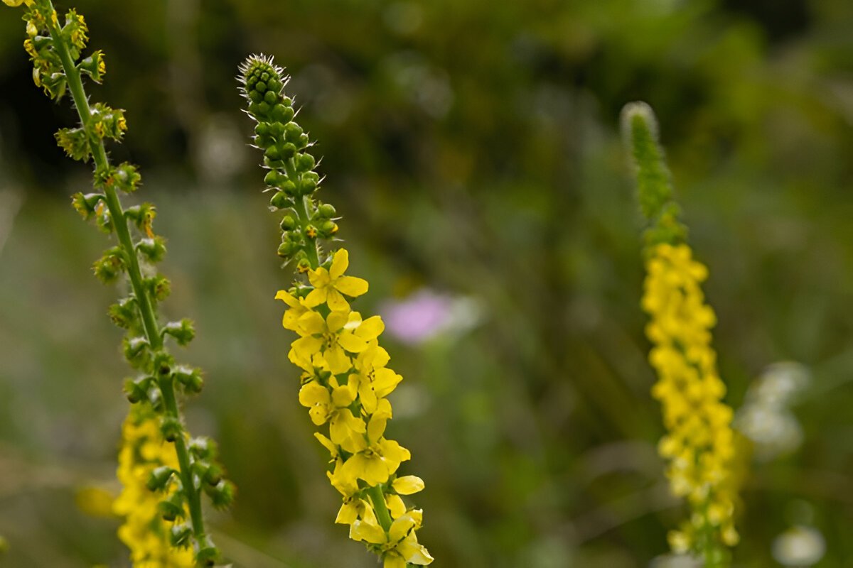 Чим корисний репешок: вивчення цілющих властивостей
