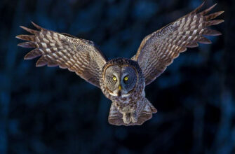 Цікаві факти про сову: знайомимося ближче з птахом