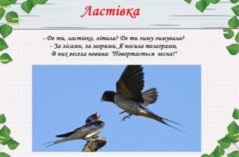 Цікаві факти про ластівок: дивовижні здібності птахів Цікаві факти про ластівок: дивовижні здібності птахів