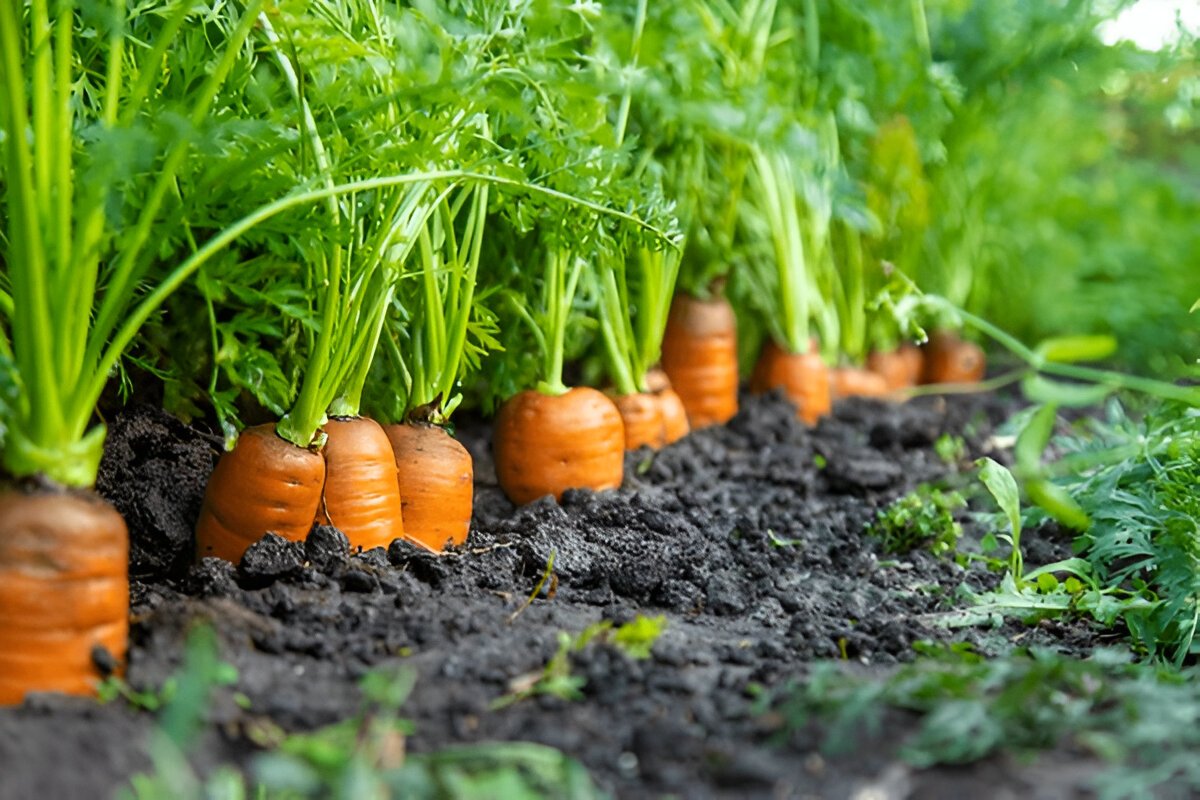 Чим корисна морква