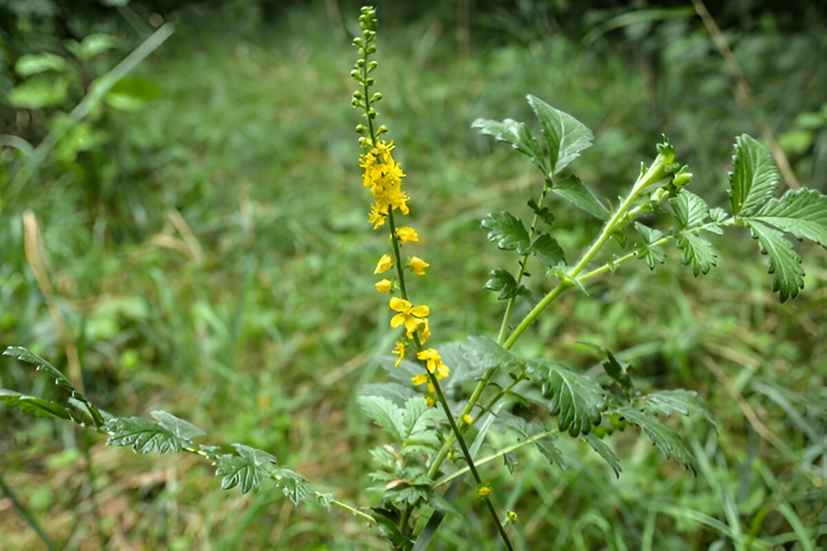 Чим корисний репешок: вивчення цілющих властивостей