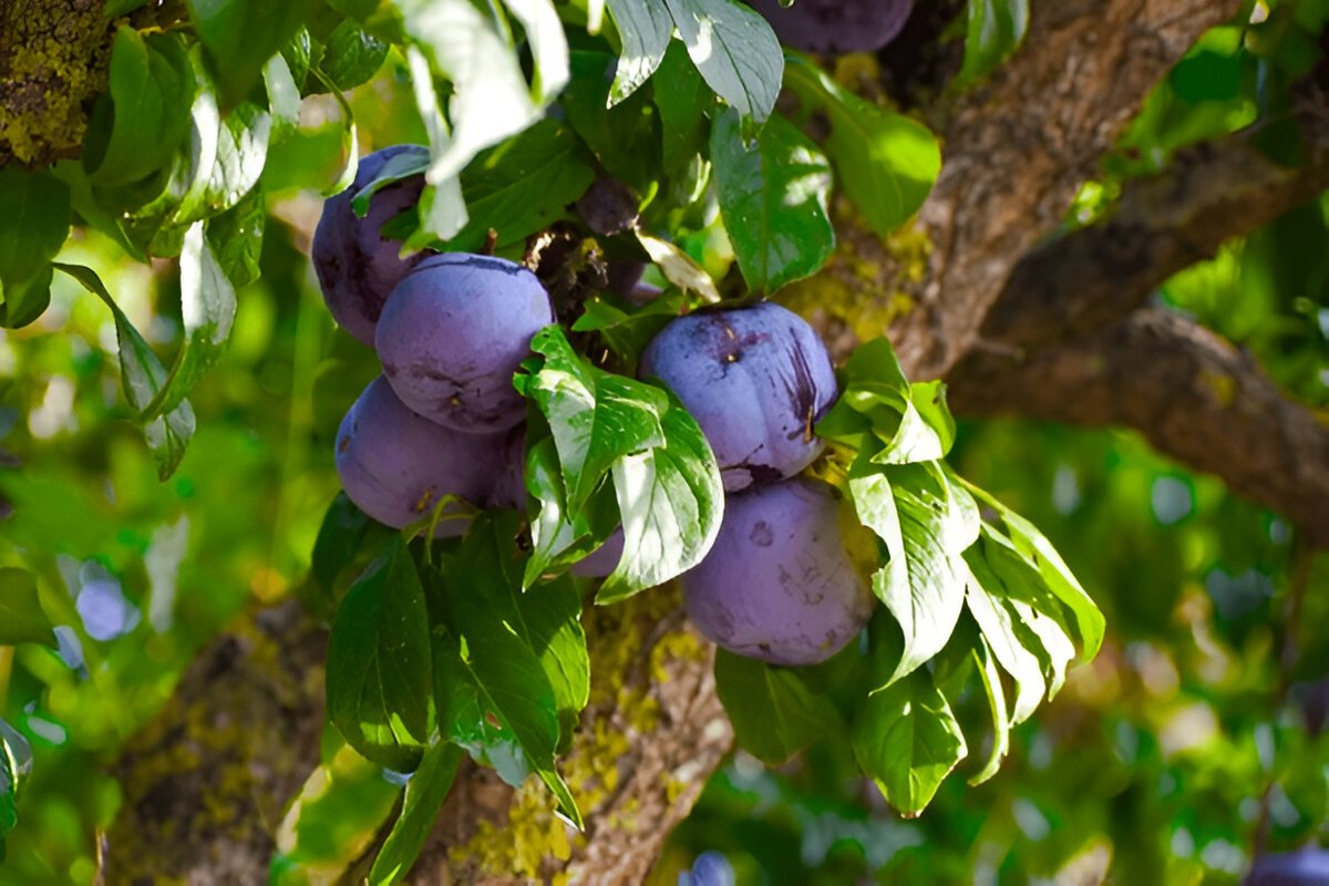 Чим корисна слива: Поглиблений аналіз