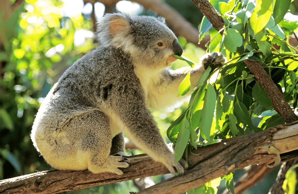 Коала