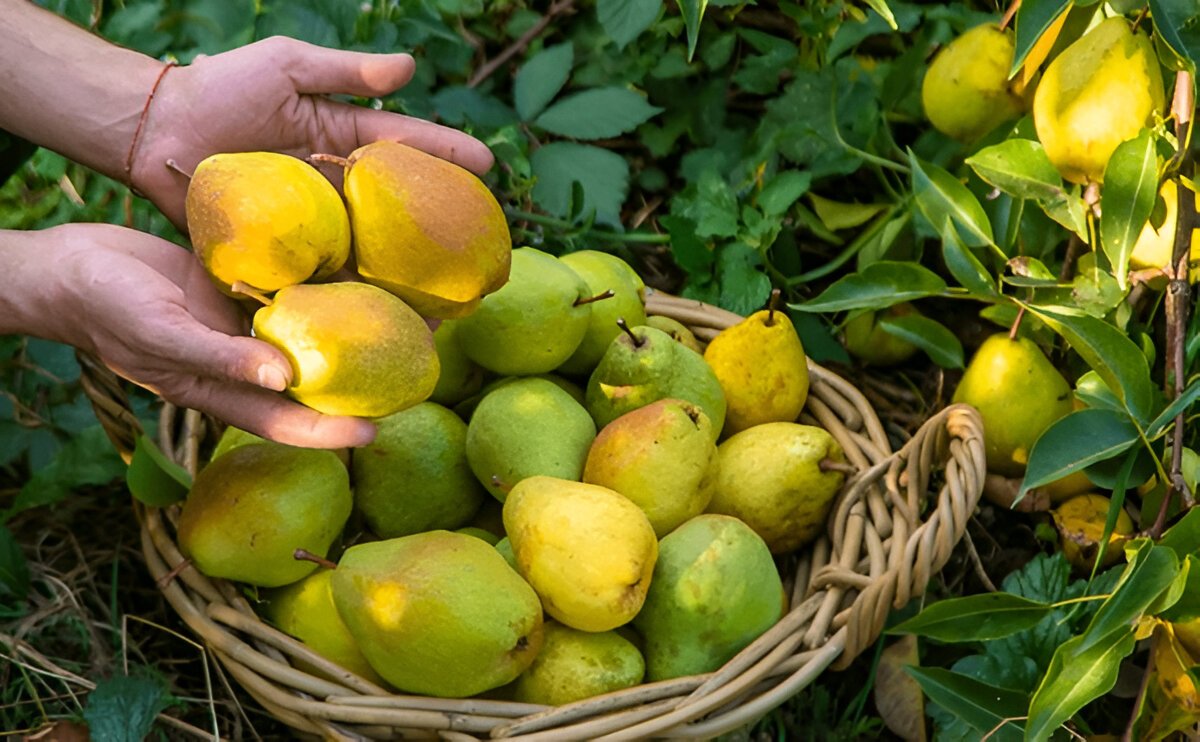 Чим корисна груша