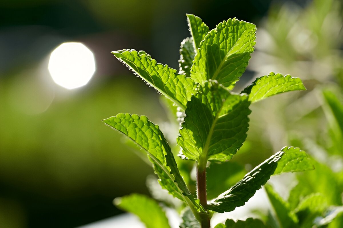 Чим корисна меліса: відкриття для здоров’я і благополуччя