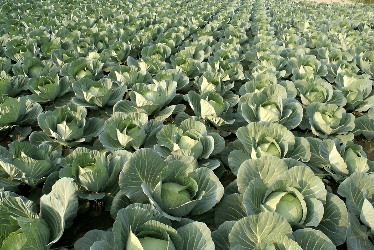 Чим Корисна Капуста: Універсальний Продукт на Вашій Кухні