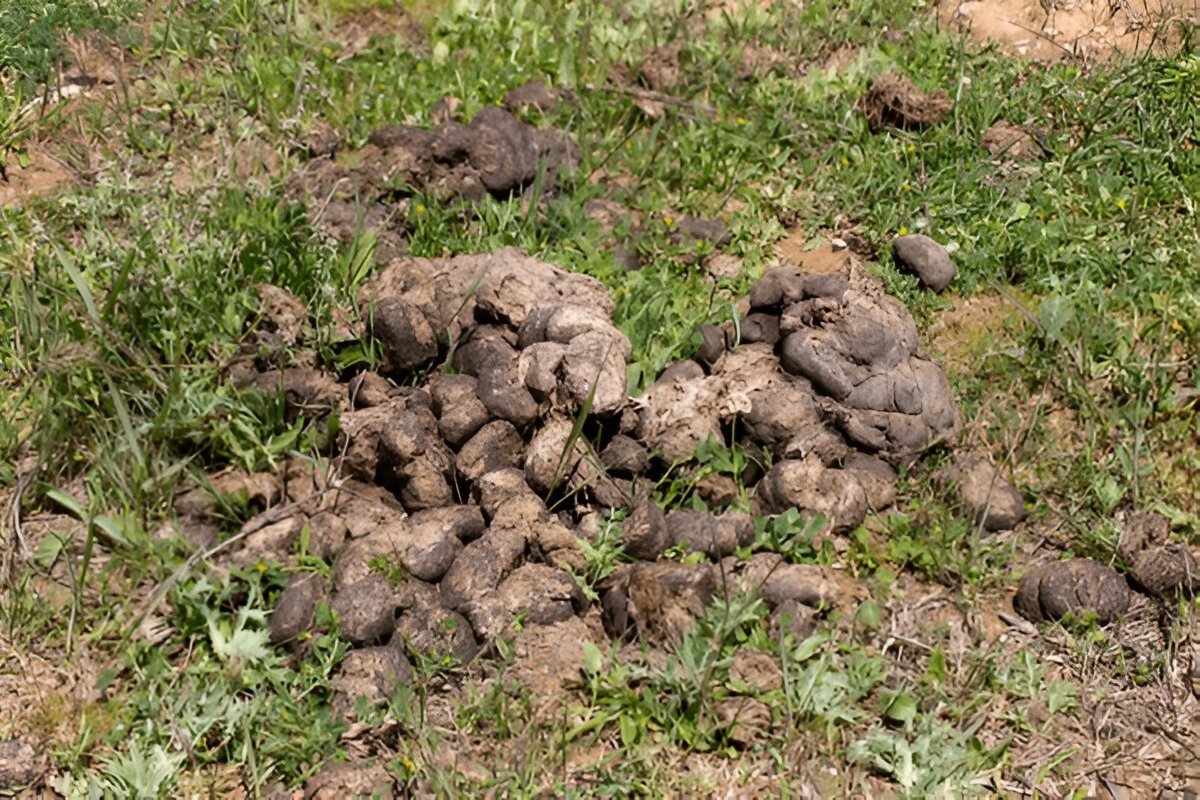 Чим корисний кінський гній