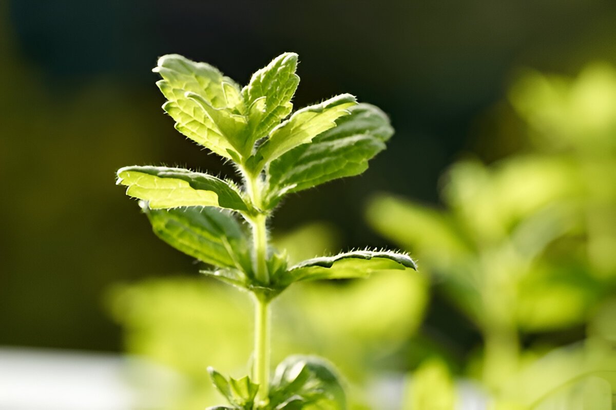 Чим корисна меліса: відкриття для здоров’я і благополуччя