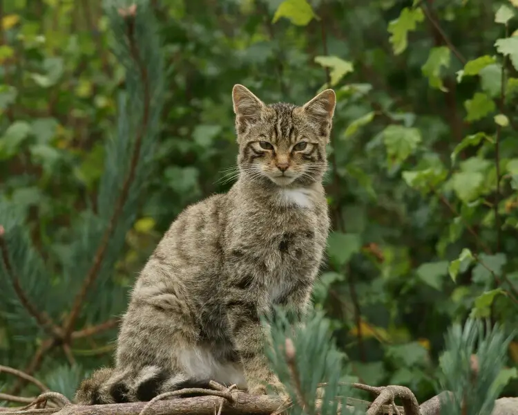Алепка лісового кота