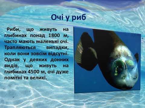 Риба-клоун