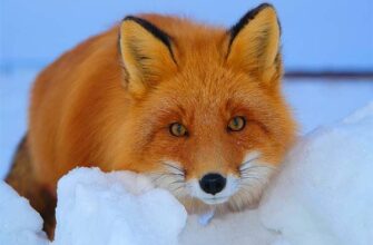 Цікаві факти про лисицю: відкрийте незнайоме