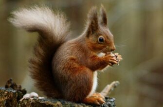 Цікаві факти про білки: розкриття таємниць природи Цікаві факти про білки: розкриття таємниць природи