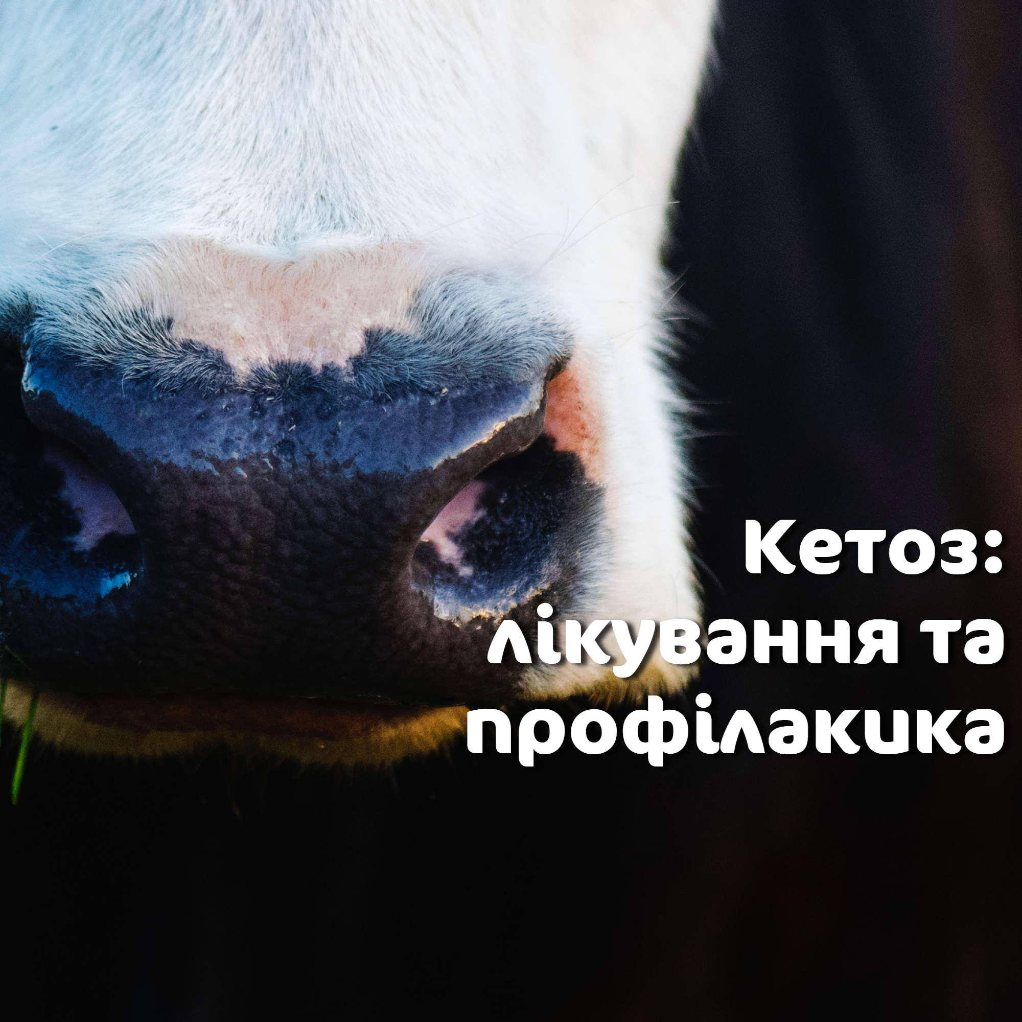 Як лікувати кетоз у корів: ефективні методи та поради ветеринарів