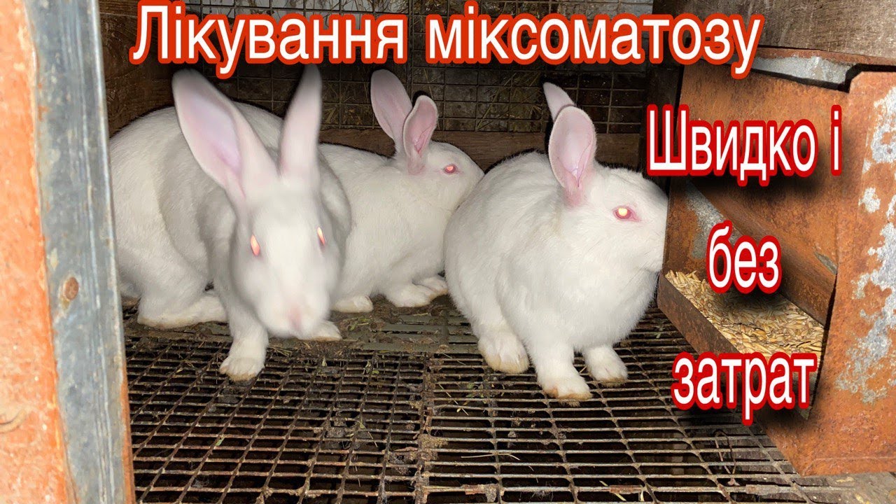 Чим лікувати міксоматоз у кроликів: ефективні методи і засоби